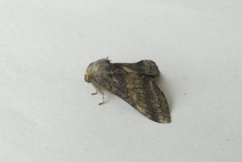 Réf. 188 667 : Gluphisia crenata